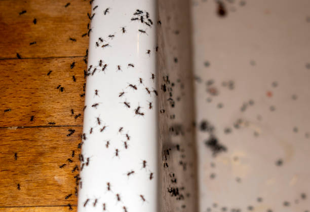 Best Spider Control Near Me  in Newton, IA