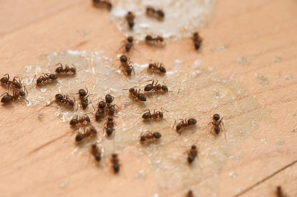 Best Ant Control Services  in Newton, IA